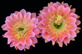 Echinopsis Flying Saucer 2.jpg