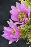 Hedgehog 1.jpg