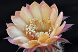 AZ - Peach Echinopsis 4