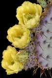 AZ - Santa Rita Prickly Pear 1