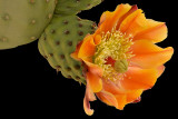 Prickly Pear 4.jpg