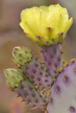 Santa Rita Prickly Pear 6.jpg
