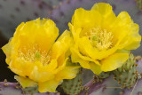 Santa Rita Prickly Pear 10.jpg