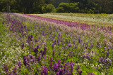 CA - Half Moon Bay - Flower Fields 2