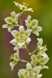 American Basin - Death Camas 2.jpg
