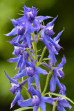 CO - American Basin - Larkspur