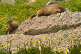 American Basin - Marmots.jpg