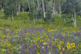 Crested Butte - Aspens & Wildflowers 1.jpg