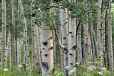 Crested Butte - Aspens & Wildflowers 3.jpg