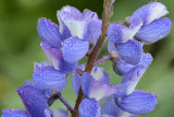 Lost Lake - Lupine 2.jpg