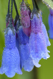 Yankee Boy Basin - Chiming Bells 1.jpg