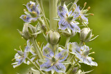 Yankee Boy Basin - Monument Plant.jpg