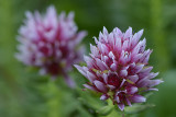 Yankee Boy Basin - Rose Crown.jpg