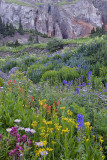 Yankee Boy Basin - Wildflowers 1.jpg