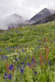 Yankee Boy Basin - Wildflowers 4.jpg