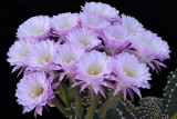 AZ - Echinopsis Easter Lilly 12