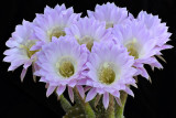 AZ - Echinopsis Easter Lilly 13