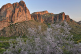 AZ - Goldfield Mountains  Ironwood Blooms 2.jpg