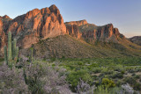 AZ - Goldfield Mountains Ironwood Blooms 4.jpg