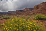 AZ - Vermillion Cliffs Yellow Flowers.jpg