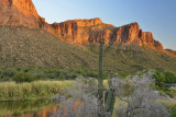 Salt River Ironwood Blossoms 2.jpg