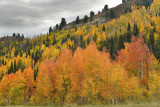 CO - Hahns Peak Fall Treescape 5