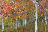 CO - Hahns Peak Fall Treescape 24