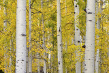 Fall Treescape 28.jpg