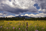AZ - Flagstaff Flower Field 10