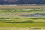 Mormon Lake Elk Herd.jpg