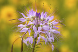 Rocky Mountain Bee Flower 1.jpg