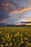 AZ - Flagstaff Sunflower Sunrise 2