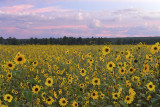 AZ - Flagstaff Sunflower Sunrise 4