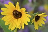 AZ - Flagstaff Sunflowers 1