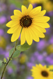 AZ - Flagstaff Sunflowers 2