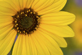 AZ - Flagstaff Sunflowers 4