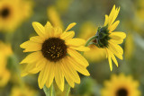 Sunflowers 5.jpg
