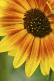 AZ - Flagstaff Sunflowers 7