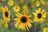 Sunflowers 8.jpg
