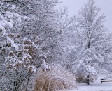 First Snow Fall-November 26,  2014