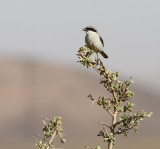 Southern Grey Shrike / Lanius elegans algierensis