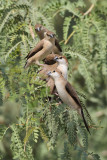 Indian Silverbill_2016_11_7_Muscat_AlbertdeJong1.jpg