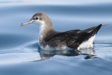 Perzische kleine pijlstormvogel_2016_11_14_Mirbat_Oman_AlbertdeJong2.jpg