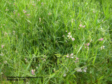 Lathyrus sylvestris   Gesse des Bois/ Everlasting-Pea