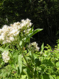 Eutrochium maculatum - Jos-Pye-Weed