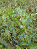 Salix pedicellaris  - Uncommon Plant