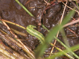 10295(932877) Melanchra assimilis  caterpillar 
