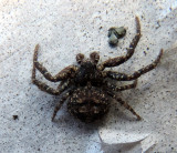 Bassaniana utahensisat Spider at house  