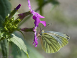 Green-veined White - Klein Geaderd Witje - Pieris napi