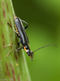 Soldier Beetle - Zwart Soldaatje - Cantharis obscura